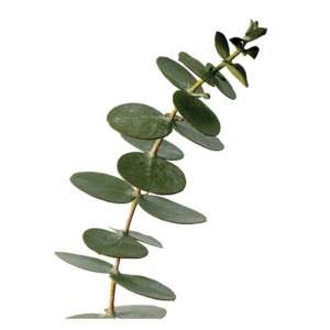 Grand stickers Eucalyptus