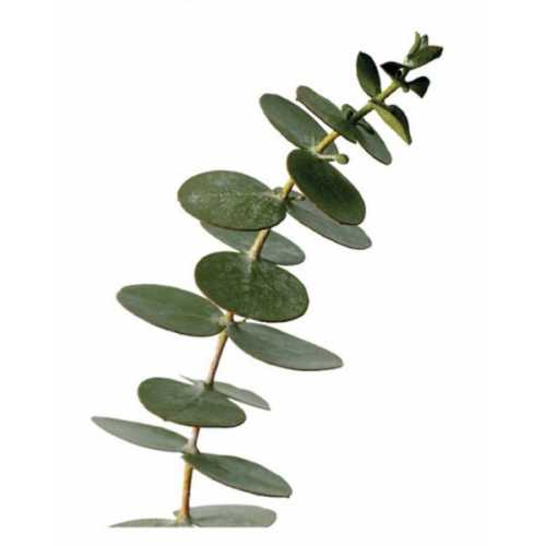 Grand stickers Eucalyptus