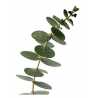 Grand stickers Eucalyptus