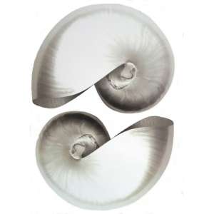 Grand stickers Coquillage
